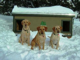  Buck, Oakley, & Annie - Colorado